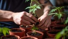 Como sembrar semillas de marihuana en maceta