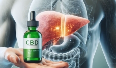 CBD y su relación con el hígado