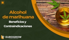 Alcohol de marihuana Beneficios y Contraindicaciones