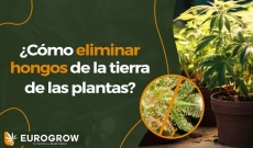 ¿Cómo eliminar hongos de la tierra de las plantas?
