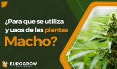 ¿Para que se utiliza y usos de las plantas Macho?