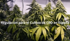¿Qué permisos se necesitan para cultivar CBD en España?