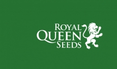 Opiniones Del Banco Royal Queen Seeds