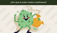 ¿Por que el sudor huele a marihuana?