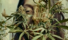 ¿Plantas con Aroma a Marihuana? Conoce Estas Sorprendentes Alternativas