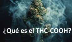 Descubriendo el THC-COOH: Un metabolito clave del cannabis