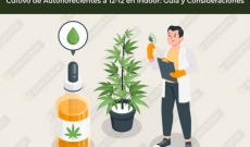 Cultivo de Autoflorecientes a 12-12 en Indoor: Guía y Consideraciones
