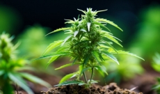 Kleine oder stagnierende autoflowering Sorte? Wir helfen Ihnen..