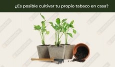 Como Cultivar Tabaco: Guía Completa