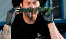 Sherbinski: El Arte de Cultivar Pasión y Conexión con la Cannabis