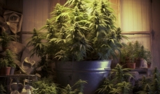 Beldia: Cannabissorte jetzt in Marokko legal