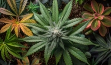 Marihuanaähnliche Pflanzen